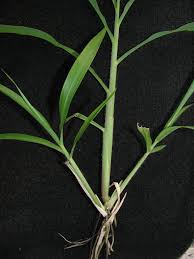 Image result for Rottboellia