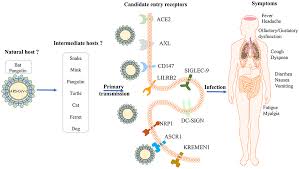Wear a disposable face mask and gloves when you touch or have contact with the person's blood, stool, or body fluids, such as saliva, sputum, nasal mucus, vomit, urine. Frontiers Original Hosts Clinical Features Transmission Routes And Vaccine Development For Coronavirus Disease Covid 19 Medicine