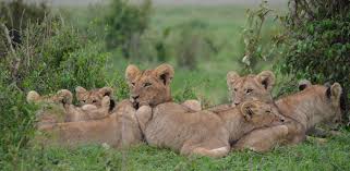 Последние твиты от lion movie (@lionmovie). Lion Wild For Life