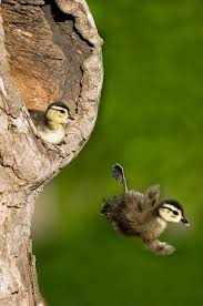 Wood Ducks Leap From Nest In Tree At Just 1 Day Old Animals Beautiful Wood Ducks Pet Birds