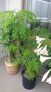 エバーフレッシュ植え替え失敗 からの復活 ４人家族の３ldkインテリア 楽天ブログ