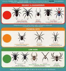 Georgia Spider Identification Chart Bedowntowndaytona Com