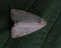 Image result for Photedes minima