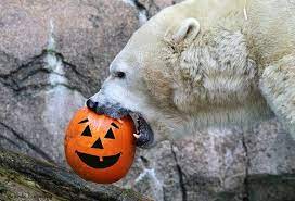Cincinnati Zoo Smiley Face Baby Polar Bears Cincinnati Zoo Silly Animals