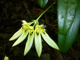 Image result for Bulbophyllum longiflorum
