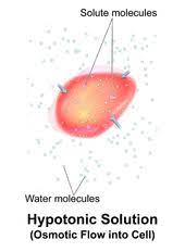 If the external or extracellular solution becomes dilute, or hypotonic, water will move into the cell. Tonicity Wikipedia