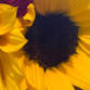 June Restorative Yoga & Yoga Nidra with Tara