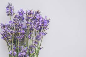 Tanaman tidak hanya sebagai penghias dekorasi interior rumah anda, tetapi ada meski bernama lily, peace lily bukan spesies dari bunga lily. Tanaman Hias Yang Cocok Jadi Pengharum Ruangan