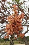Image result for Phyllanthus manicaensis
