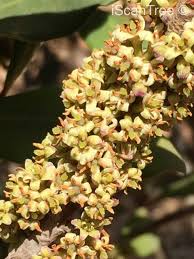 Image result for Rapanea melanophloeos