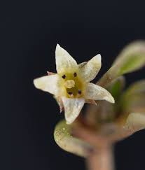 Image result for Limosella