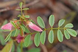 Image result for Tephrosia argyrolampra