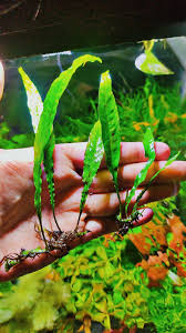 Image result for Limnophila fluviatilis