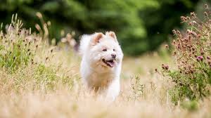 A White Samoyed Puppy Walking Through A Clearing In A Meadow With Wildflowers And Dry Grass Cute White Fluffy Dog With Long Fur In The Park Countryside Meadow Or Field Beautiful Eyes