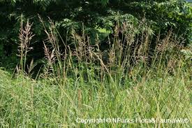 Image result for Bothriochloa bladhii