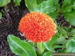 Image result for Scadoxus puniceus