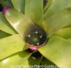 Check spelling or type a new query. Bromeliad