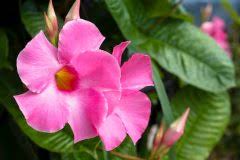 Dipladenia überwintern sie am besten in der wohnung. Dipladenia Als Zimmerpflanze Halten So Fuhlt Sich Die Mandevilla Wohl