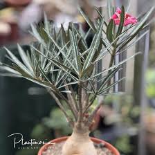 Image result for Ctenium somalense