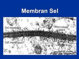 Membran sel tidak bisa dilalui (ditembus) oleh. Pada Model Mosaik Zalir Membran Sel Kenapa Membran Disebut Bipolar Sebutkan Mendetail