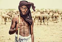 Hd00:08attractive woman patting a camel. Cholistan Desert Wikipedia