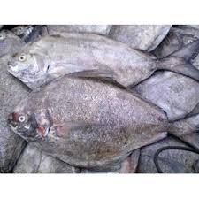 Dalam ikan bawal hitam terdapat vitamin b kompleks, dan selenium sangat penting sebagai zat pembangun jaringan dan imunitas tubuh. Jual Ikan Bawal Hitam Pt Mutiara Katalog Indonesia Jakarta Indotrading