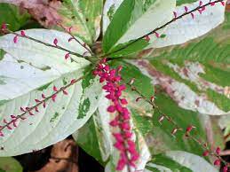 Pin On Planting