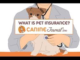Simply put, pet insurance helps you cover the cost of vet bills, so you can rest assured that your dog will receive the best possible care regardless of what your bank account looks like when the unexpected happens. Nationwide Pet Insurance Review Big Name But How Does It Perform Caninejournal Com