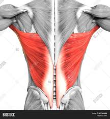 Zygote body is a free online 3d anatomy atlas. 3d Illustration Image Photo Free Trial Bigstock