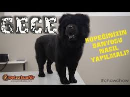 Shih Tzu Bakimi Shih Tzu Trasi Nasil Yapilir Youtube