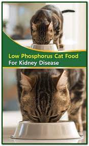 Low Phosphorus Cat Food For Kidney Disease Sourcing Low Phosphorus Cat Foods Egg Whites And Some Animal Meats Ten Healthy Cat Food Kidney Recipes Cat Food