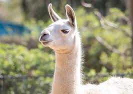 Image result for llama