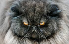 L’UE vote la fin des mutilations et de certains croisements pour les chats et les chiens