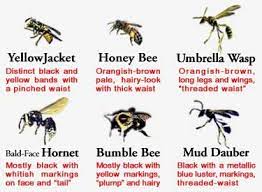 Bees Hornets And Wasps Types Of Bees Bee Wasp Hornet Bees And Wasps