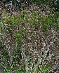 Image result for Senecio pleistocephalus