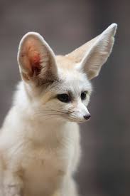For The Little Ones Pet Fox Fennec Fox Pet Fox