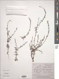 Image result for Micrargeria