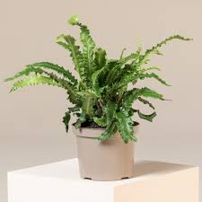 Image result for Asplenium uhligii