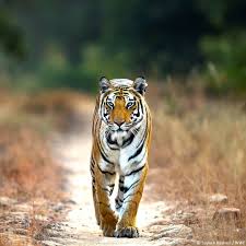 Wwf International On Instagram Wwfnatureshots Tigers Are Really One Of The Animals That People Emotionally Connect With The Animals Animals Wild Wild Cats