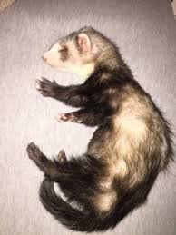 The most common hair loss pattern starts from the tail and moves upward towards the head. Bonnie S Story Adrenal Disease Under 1yo Holistic Ferret Forum