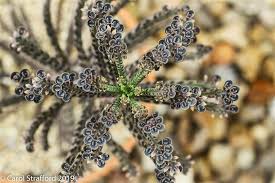 Image result for Bryophyllum tubiflorum