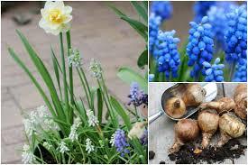 Burpee seeds and plants home. 7 Best Beginner Tips For Planting Flower Bulbs