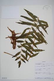 Image result for Lomariopsis warneckei