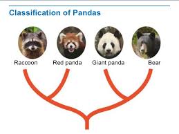 Evolutionary Classification