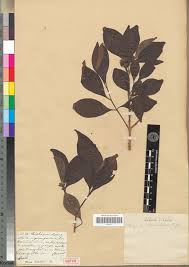 Image result for Olinia rochetiana