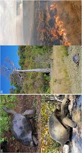 Image result for Sclerodactylon macrostachyum