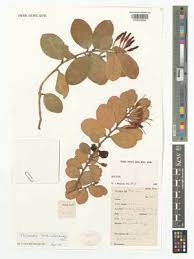 Image result for Maerua descampsii