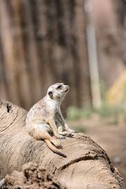 San Diego Wild Animal Park Run Cheetah Run Wild Animal Park Animals Road Trip Fun