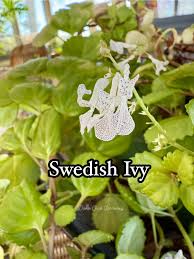 Image result for Plectranthus verticillatus