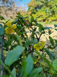 Image result for Ochna stolzii